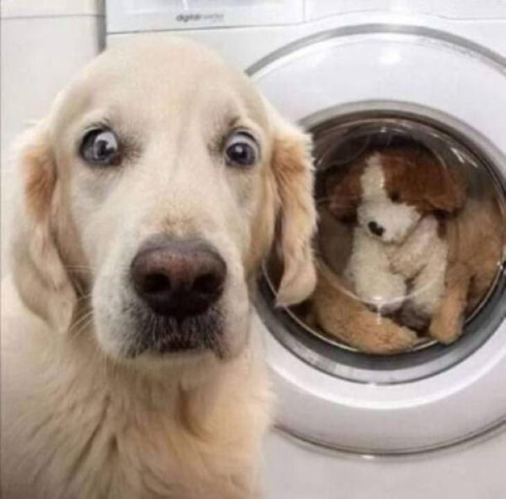 Fotos graciosas de animales lavadora peluche y perro