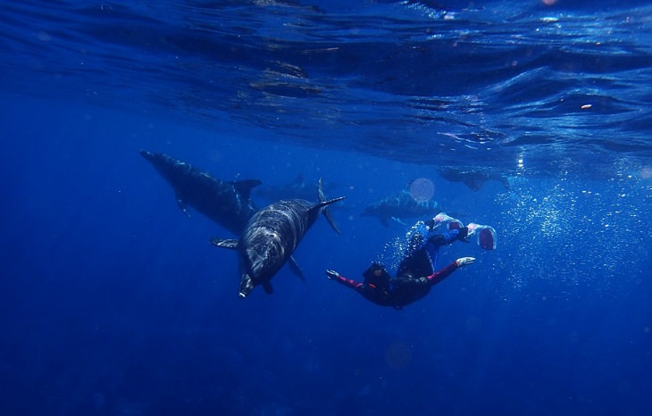 Cousteau: delfines
