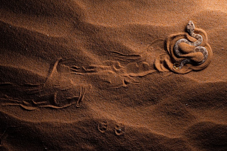 El Fotógrafo De Los Primeros Planos 2022, víbora de arena del Sahara
