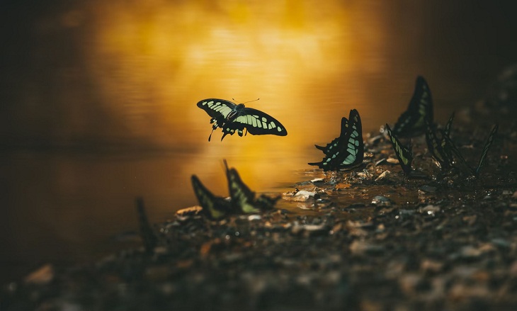 El Fotógrafo De Los Primeros Planos 2022, enjambre de mariposas 