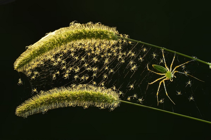 El Fotógrafo De Los Primeros Planos 2022, Un nido de crías de araña gato verde 