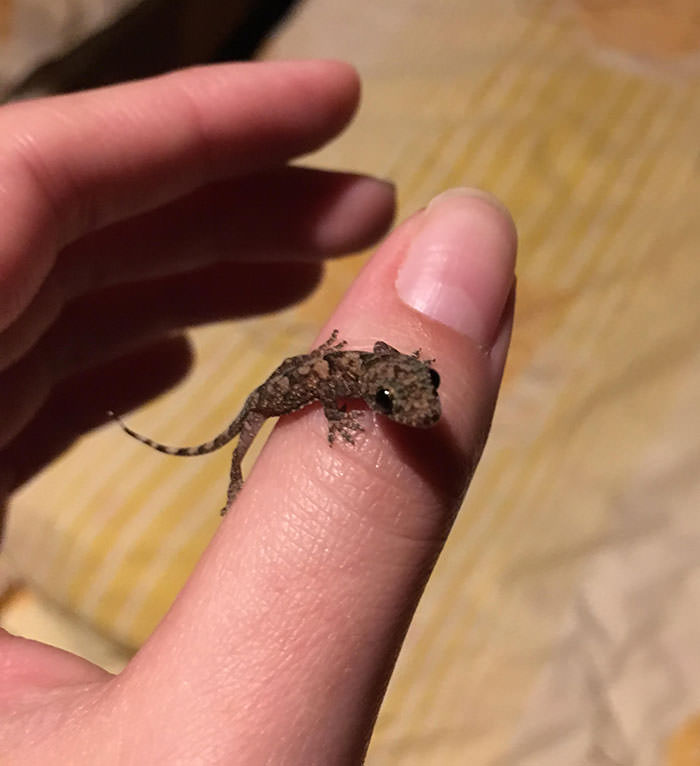 lindo lagarto sentado en el dedo