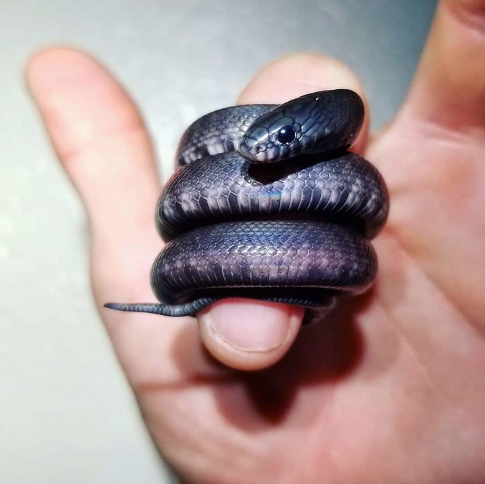 pequeña serpiente negra envuelta en el dedo