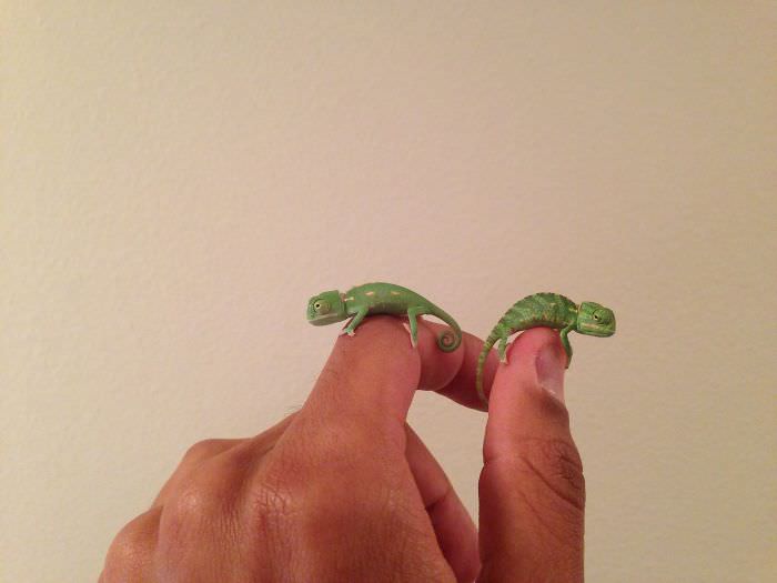 dos camaleones en el dedo