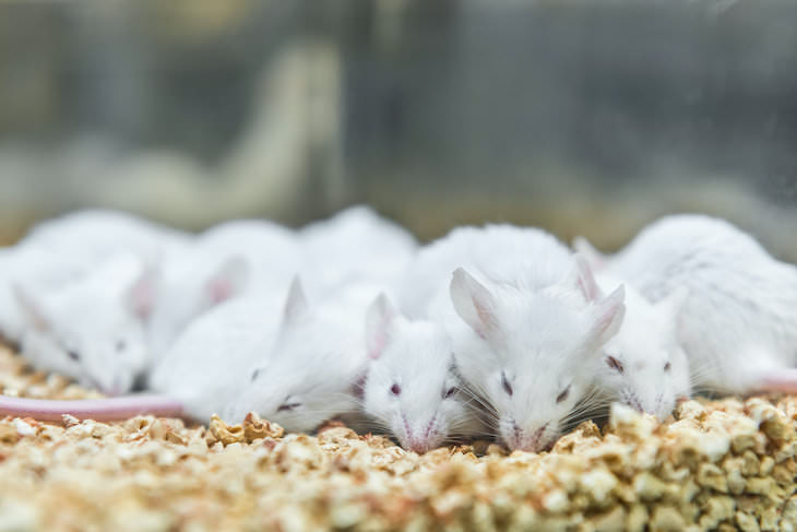 6 Increíbles habilidades animales recién descubiertas, ratas de laboratorio