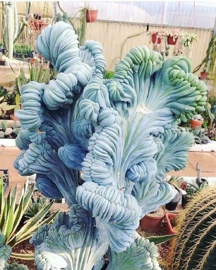 Fotos Jardinería, cactus de humo azul