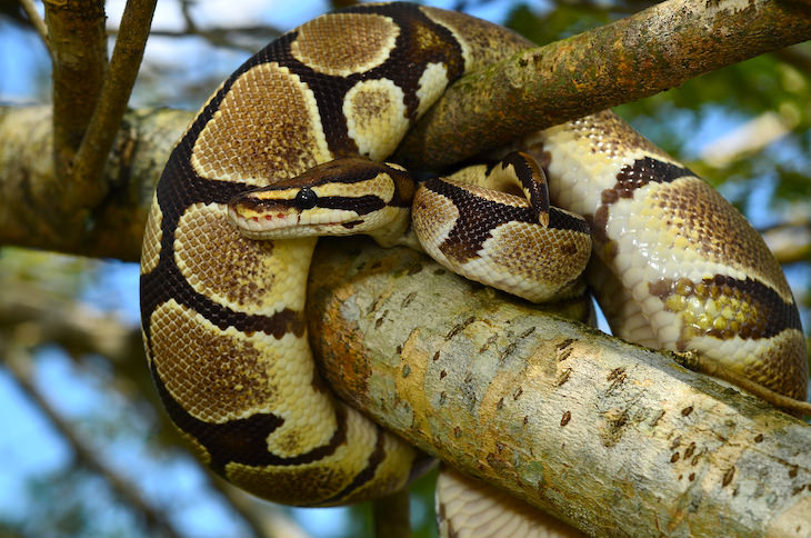 6 Increíbles habilidades animales recién descubiertas, serpiente en un árbol