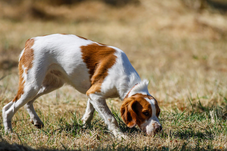 6 Increíbles habilidades animales recién descubiertas, olfatear perros