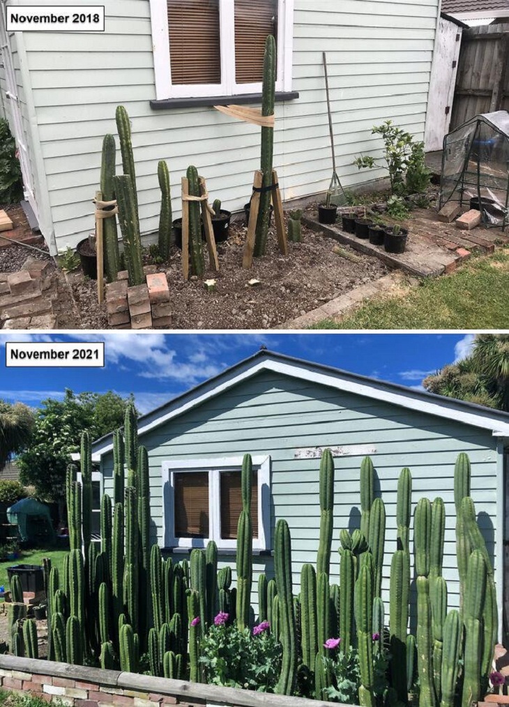 Fotos Jardinería, cactus
