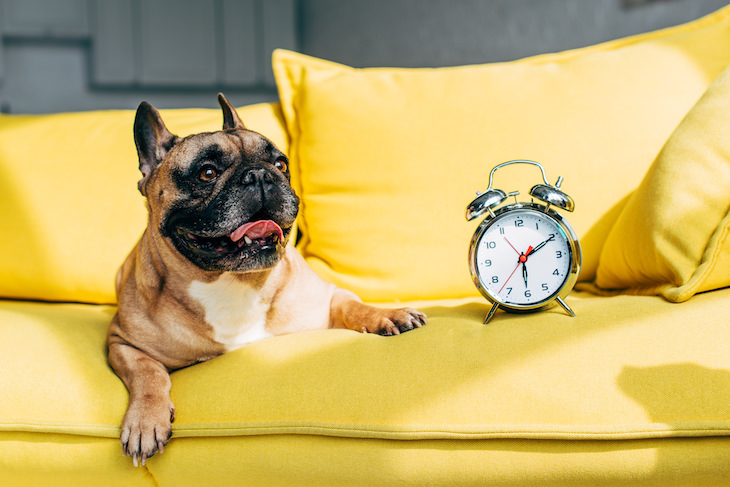 6 Habilidades animales recién descubiertas e increíbles, perro y reloj