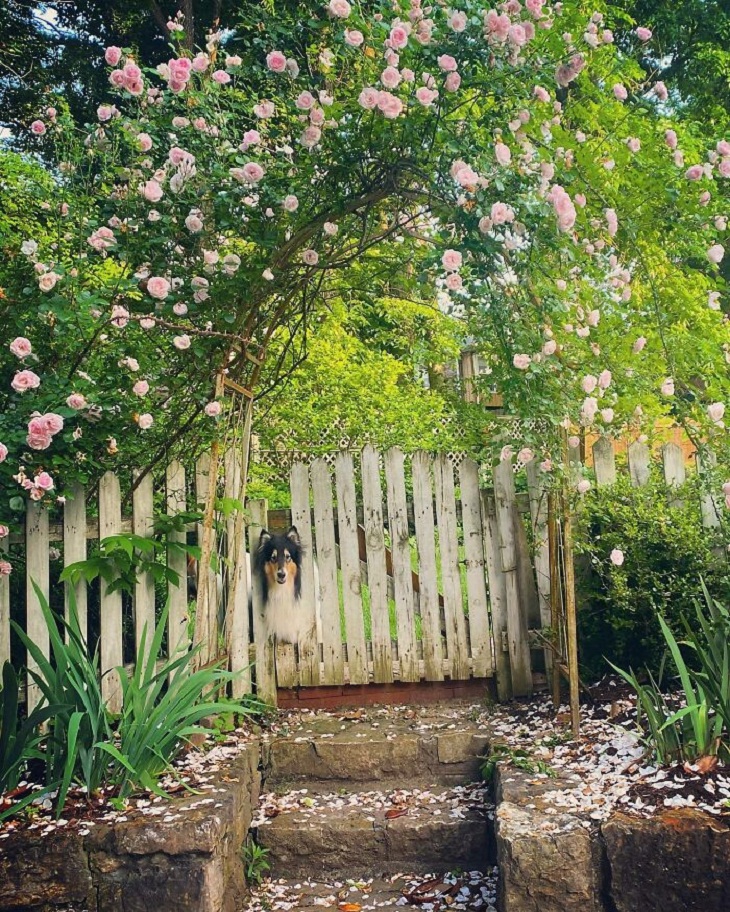 Fotos Jardinería, rosas