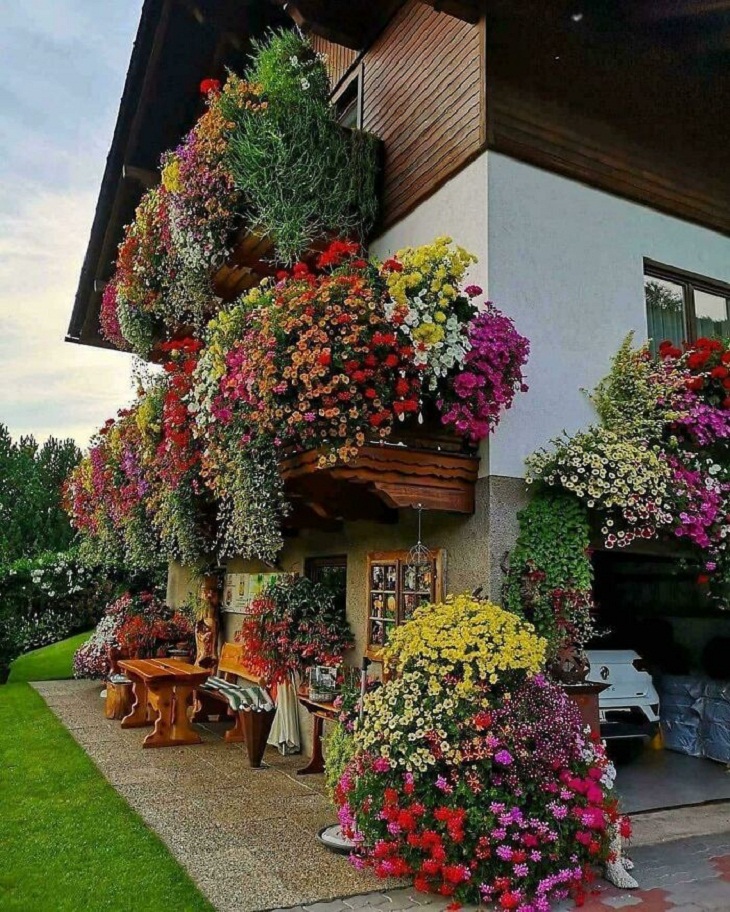 Fotos Jardinería, flores de colores
