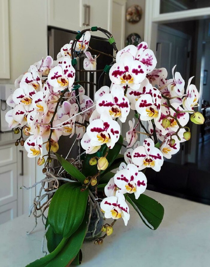 Fotos Jardinería, orquídea