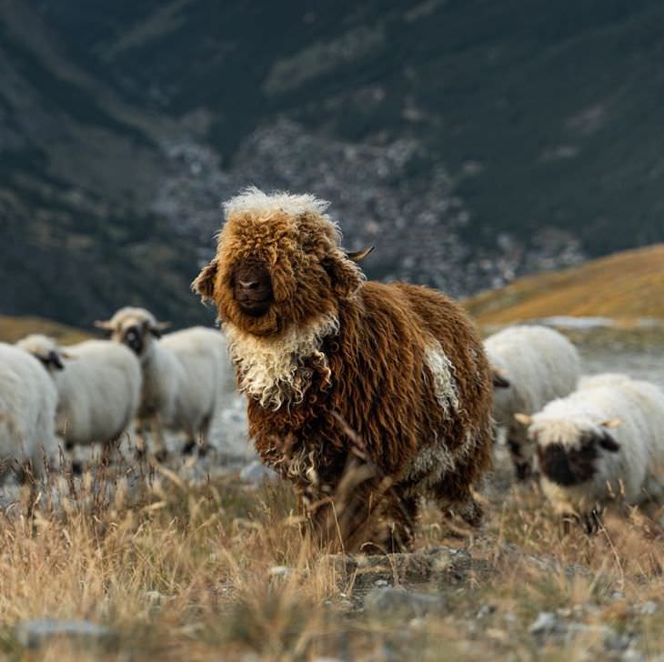 14 Animales con características poco comunes, oveja parda de hocico negro