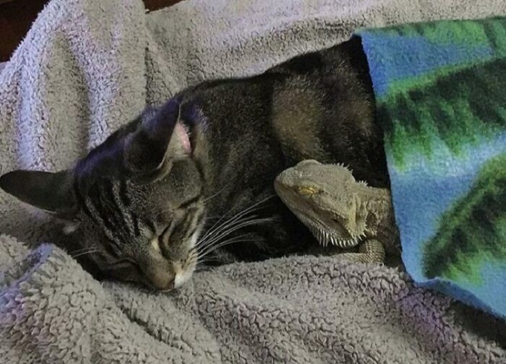 Lagartijas Adorables, gato y lagartija tomando una siesta