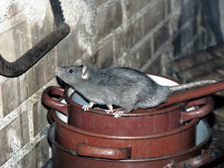 Inspeccionar Ático, roedores