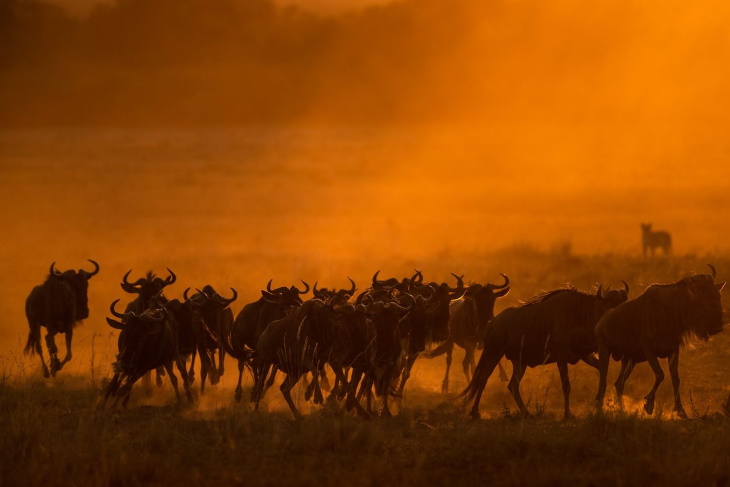 Fotógrafo Del Año Maasai Mara, Peligro fuera del amanecer de Silka Hullmann (Alemania)