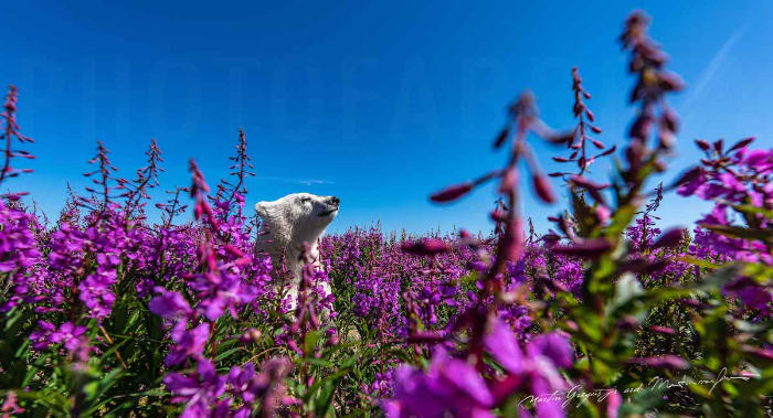 Oso polar tomando el sol en un campo de flores