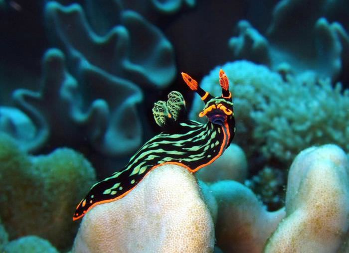 sea slugs alien lifeform