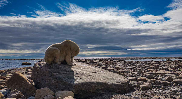 Oso polar en una roca en la playa