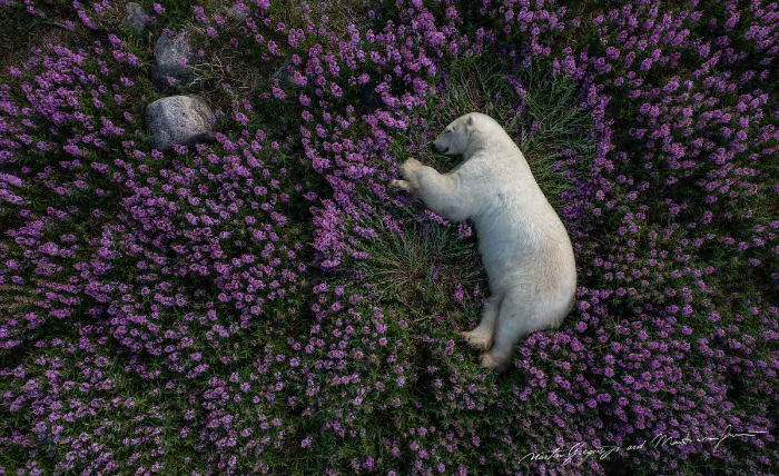 Oso polar descansando en un campo de flores