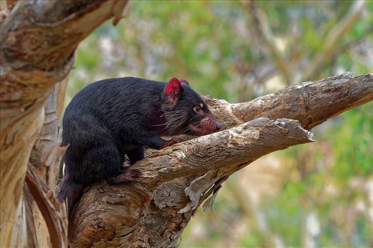 5 misterios animales que desconciertan a los científicos Demonio de Tasmania
