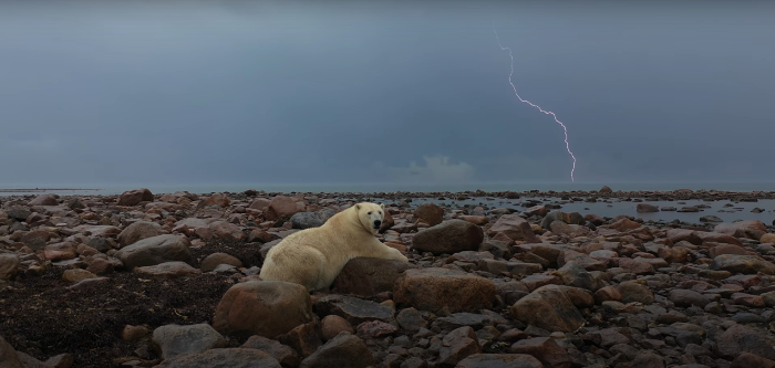 Oso polar con rayo de tormenta de fondo
