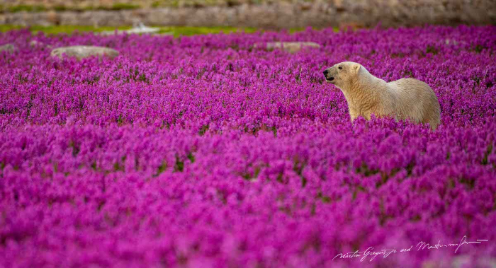 Oso polar en campo de flores
