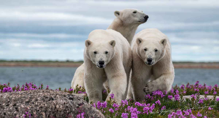 3 Osos polares en el verano