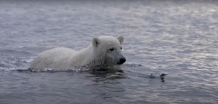 Un oso polar macho, momentos antes de atrapar un polluelo de charrán ártico