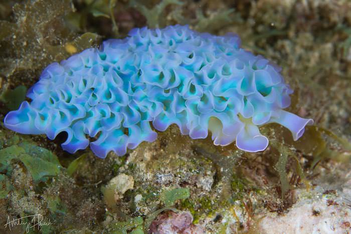 sea slugs alien lifeform