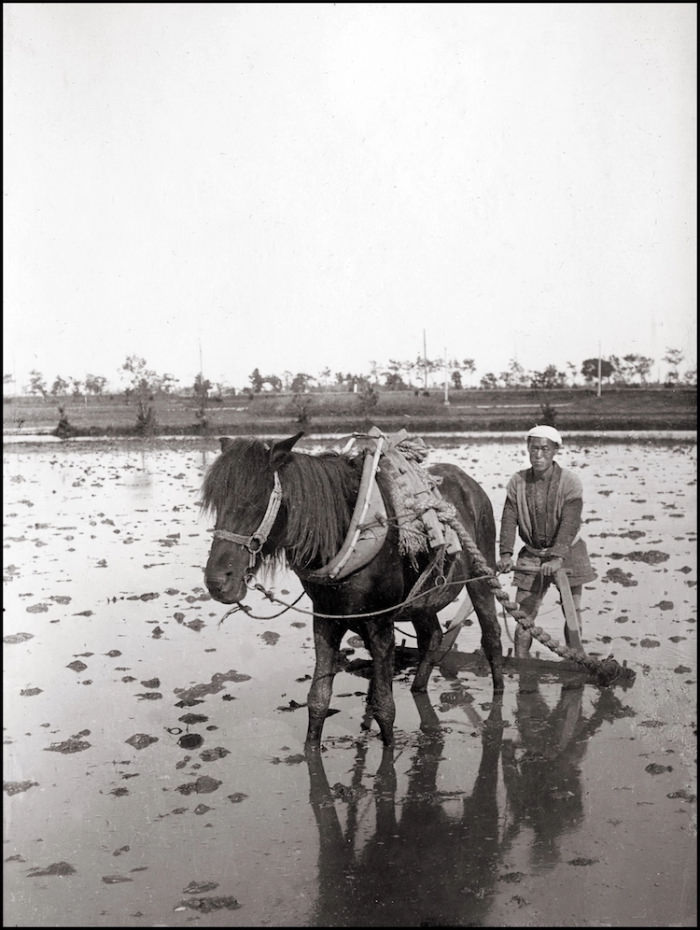 Yokohama 1908 hombre con caballo en un arrozal 