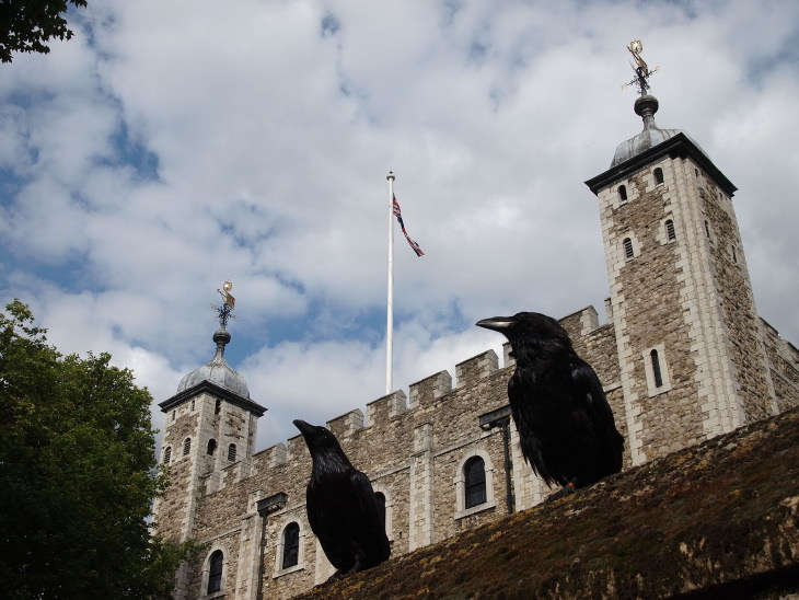 Cuervos en la Torre De Londres