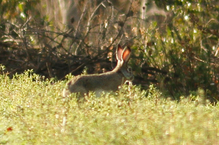 Italy’s Amazing Wild Animals, Italian Hare