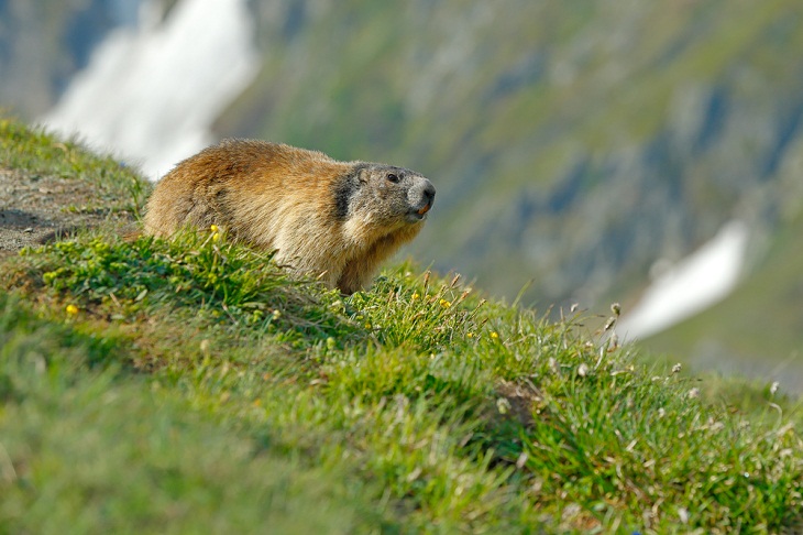 Animales salvajes asombrosos de Italia, Marmota alpina