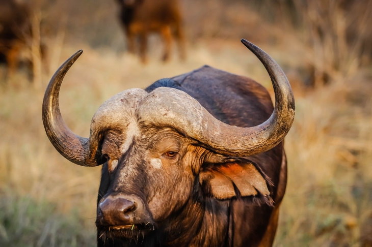 Curiosidades Búfalo gigante africano