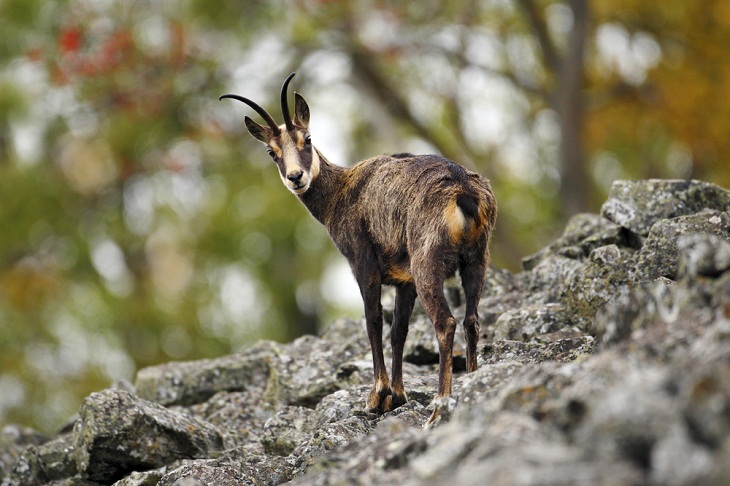 Los increíbles animales salvajes de Italia, la gamuza alpina