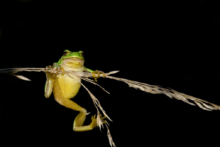 Italy’s Amazing Wild Animals, Italian Tree Frog