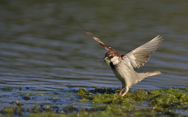 Italy’s Amazing Wild Animals, Italian Sparrow