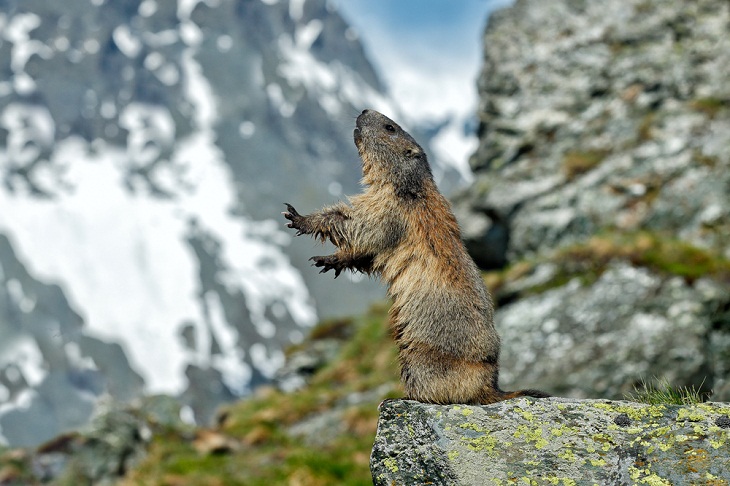 Animales salvajes asombrosos de Italia, marmotas