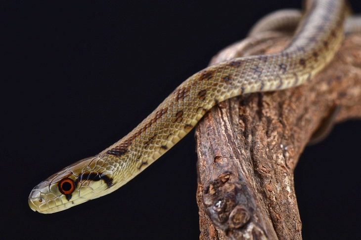 Italy’s Amazing Wild Animals, Aesculapian Snake