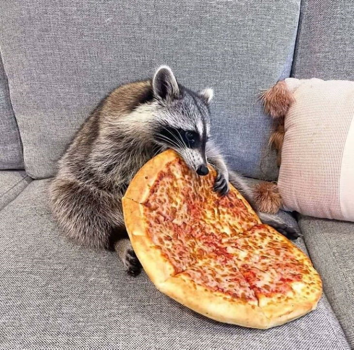 mapache comiendo pizza