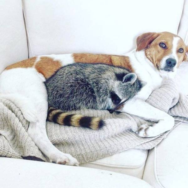 perro y mapache duermen juntos