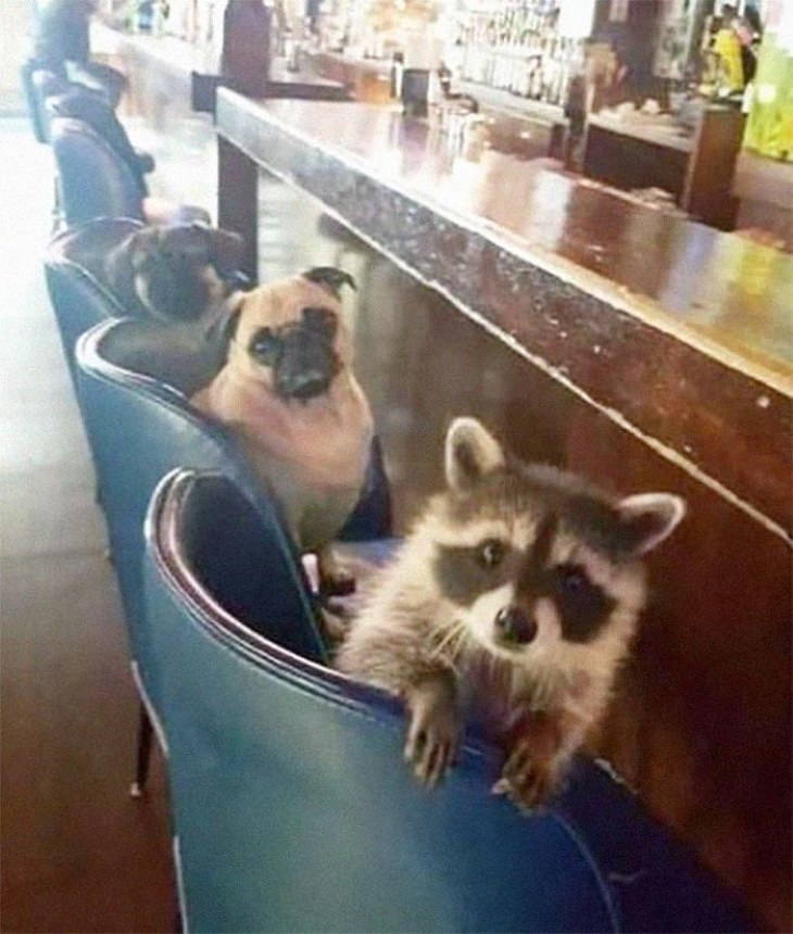 mapache y perros en un bar
