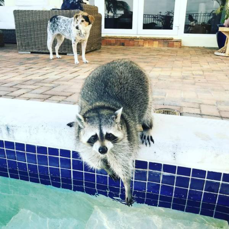 mapache entra a una piscina