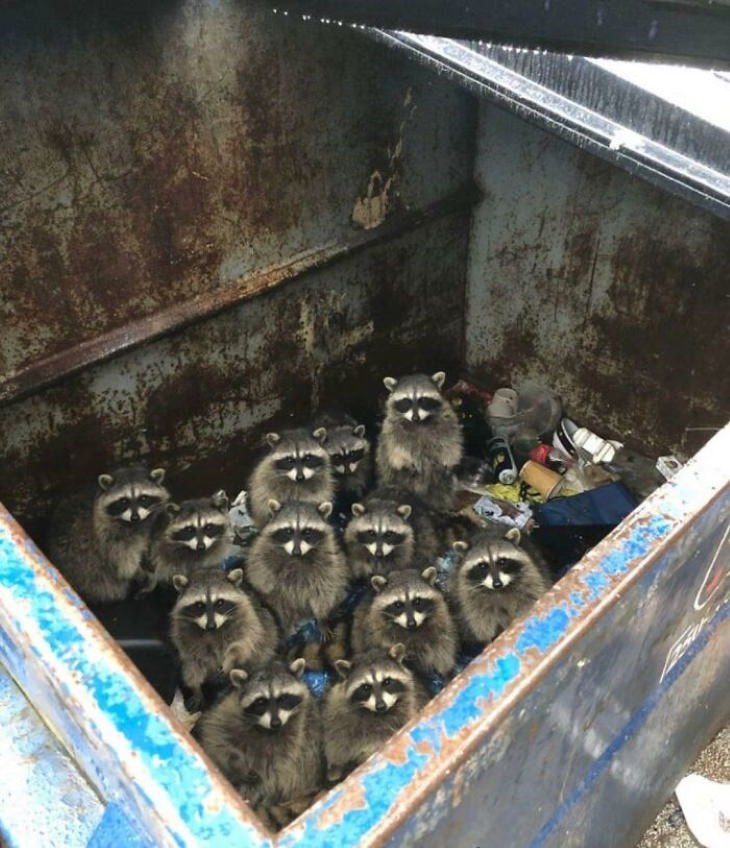 un grupod e mapaches en un basurero