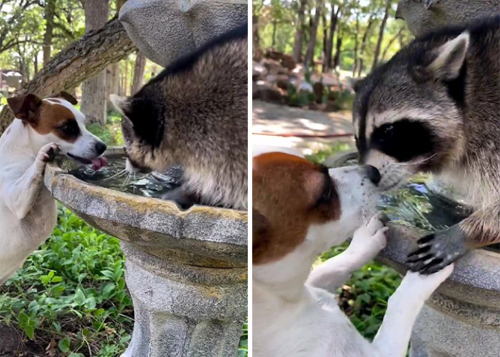 Perro y mapache bebiendo agua