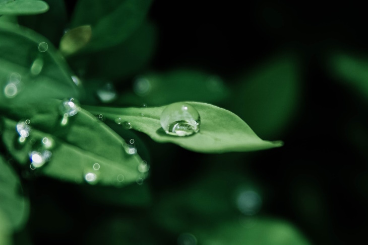Gotas de agua en plantas de interior gotas de agua en las hojas
