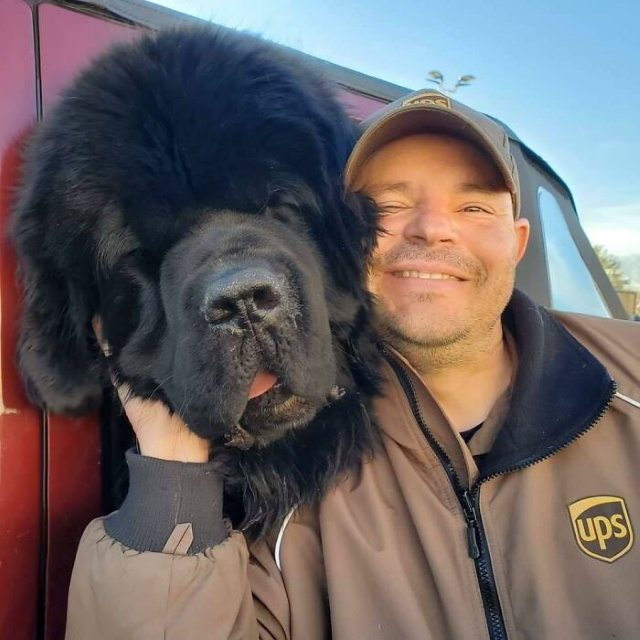 Conductores de UPS se hacen fotos con perros Conoce a Narwhal y Burton de Brooklyn, Connecticut