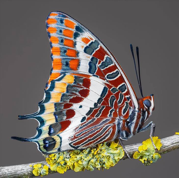 Papilio glaucus - cola de golondrina tigre oriental